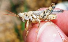 Aeoloplides tenuipennis by (c) Jason Eckberg, some rights reserved (CC BY), uploaded by Jason Eckberg. Used under a CC-BY license.