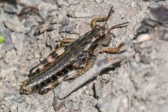 Buckellacris chilcotinae by (c) Trevor Van Loon, some rights reserved (CC BY), uploaded by Trevor Van Loon. Used under a CC-BY license.