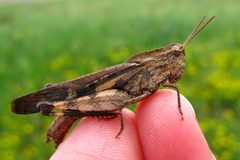 Chortophaga viridifasciata by (c) OakleyOriginals, some rights reserved (CC BY). Used under a CC-BY license.