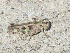 Encoptolophus costalis by (c) Sam Kieschnick, some rights reserved (CC BY), uploaded by Sam Kieschnick. Used under a CC-BY license.