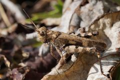 Encoptolophus sordidus by (c) Matt Pelikan, some rights reserved (CC BY), uploaded by Matt Pelikan. Used under a CC-BY license.