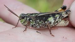 Pardalophora phoenicoptera by (c) Even Dankowicz, some rights reserved (CC BY), uploaded by Even Dankowicz. Used under a CC-BY license.