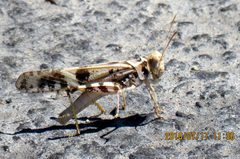 Dissosteira spurcata by no rights reserved, uploaded by Steve Wells. Used under a CC0 license.