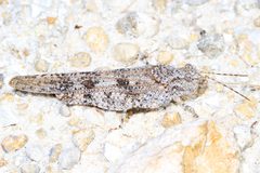 Trimerotropis maritima by (c) Judy Gallagher, some rights reserved (CC BY). Used under a CC-BY license.