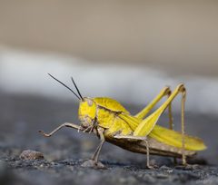Romaleidae by (c) Aitor, some rights reserved (CC BY), uploaded by Aitor. Used under a CC-BY license.