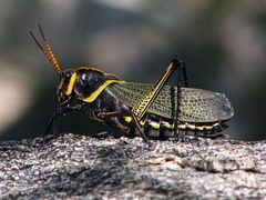 Romaleidae by (c) Katja Schulz, some rights reserved (CC BY). Used under a CC-BY license.