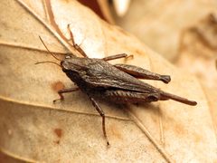 Tettigidea armata by (c) Katja Schulz, some rights reserved (CC BY). Used under a CC-BY license.
