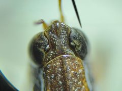 Tettigidea prorsa by (c) Arturo Santos, some rights reserved (CC BY), uploaded by Arturo Santos. Used under a CC-BY license.