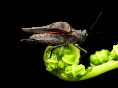 Tetrigidae by no rights reserved, uploaded by Philipp Hoenle. Used under a CC0 license.