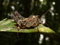 Tetrigidae by (c) Kai Squires, some rights reserved (CC BY), uploaded by Kai Squires. Used under a CC-BY license.