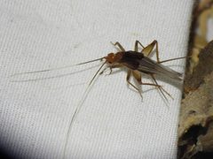 Pentacentrinae by (c) Sam Kieschnick, some rights reserved (CC BY), uploaded by Sam Kieschnick. Used under a CC-BY license.