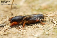 Gryllotalpa by (c) Kim, Hyun-tae, some rights reserved (CC BY), uploaded by Kim, Hyun-tae. Used under a CC-BY license.