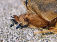 Neoscapteriscus vicinus by (c) Irvin Louque, some rights reserved (CC BY), uploaded by Irvin Louque. Used under a CC-BY license.