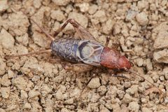 Mogoplistidae by (c) Ken-ichi Ueda, some rights reserved (CC BY), uploaded by Ken-ichi Ueda. Used under a CC-BY license.
