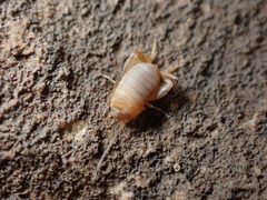 Myrmecophilus nebrascensis by (c) Jared Shorma, some rights reserved (CC BY), uploaded by Jared Shorma. Used under a CC-BY license.