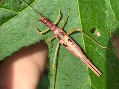 Neoxabea bipunctata by (c) Raven Dandridge, some rights reserved (CC BY), uploaded by Raven Dandridge. Used under a CC-BY license.