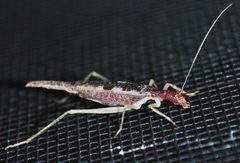 Neoxabea bipunctata by (c) Aaron Carlson, some rights reserved (CC BY), uploaded by Aaron Carlson. Used under a CC-BY license.
