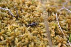 Neonemobius palustris by (c) Holger Braun, some rights reserved (CC BY), uploaded by Holger Braun. Used under a CC-BY license.