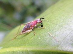 Phyllopalpus pulchellus by (c) Bea Leiderman, some rights reserved (CC BY), uploaded by Bea Leiderman. Used under a CC-BY license.