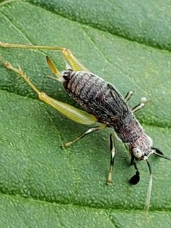 Phyllopalpus pulchellus by (c) Mark Richman, some rights reserved (CC BY), uploaded by Mark Richman. Used under a CC-BY license.