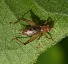 Anaxipha delicatula by (c) Conway Hawn, some rights reserved (CC BY), uploaded by Conway Hawn. Used under a CC-BY license.