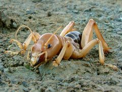 Stenopelmatidae by (c) Franco Folini, some rights reserved (CC BY). Used under a CC-BY license.