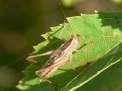 Conocephalus saltans by (c) Matt Pelikan, some rights reserved (CC BY), uploaded by Matt Pelikan. Used under a CC-BY license.