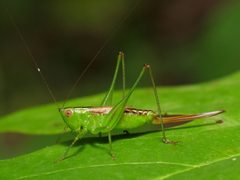 Conocephalus brevipennis by (c) Katja Schulz, some rights reserved (CC BY). Used under a CC-BY license.