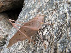 Amblycorypha insolita by (c) Katja Schulz, some rights reserved (CC BY). Used under a CC-BY license.