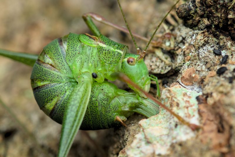 標本 Tibet Tettigoniidae sp. 29mm inat-321997215-800.jpg