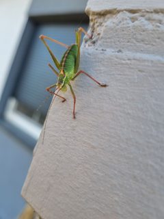Leptophyes punctatissima by (c) mantis777, some rights reserved (CC BY), uploaded by mantis777. Used under a CC-BY license.