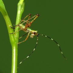 Scudderia furcata by (c) Katja Schulz, some rights reserved (CC BY). Used under a CC-BY license.