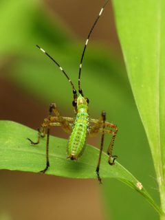 Scudderia by (c) Katja Schulz, some rights reserved (CC BY). Used under a CC-BY license.