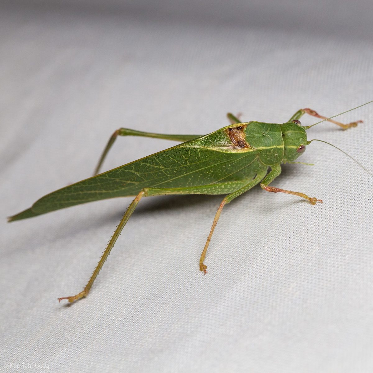 Tettigoniidae (katydids): Identification, Facts, and Taxonomy