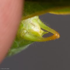 Microcentrum californicum by (c) Ken-ichi Ueda, some rights reserved (CC BY), uploaded by Ken-ichi Ueda. Used under a CC-BY license.