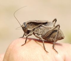 Tettigoniinae by (c) Roman, some rights reserved (CC BY), uploaded by Roman. Used under a CC-BY license.