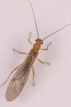 Malenka depressa by (c) Trevor Van Loon, some rights reserved (CC BY), uploaded by Trevor Van Loon. Used under a CC-BY license.