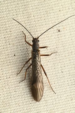Taenionema californicum by (c) Trevor Van Loon, some rights reserved (CC BY), uploaded by Trevor Van Loon. Used under a CC-BY license.