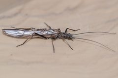Taeniopterygidae by (c) Patrick Hanly, some rights reserved (CC BY), uploaded by Patrick Hanly. Used under a CC-BY license.