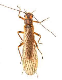 Isoperla pinta by no rights reserved, uploaded by Mike Palmer. Used under a CC0 license.