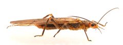 Isoperla pinta by no rights reserved, uploaded by Mike Palmer. Used under a CC0 license.