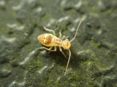 Graphopsocus cruciatus by (c) Jarro Nevsbaru, some rights reserved (CC BY), uploaded by Jarro Nevsbaru. Used under a CC-BY license.