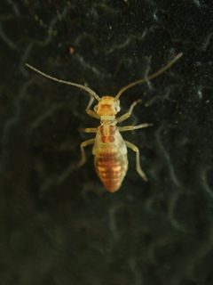 Graphopsocus cruciatus by (c) Jarro Nevsbaru, some rights reserved (CC BY), uploaded by Jarro Nevsbaru. Used under a CC-BY license.