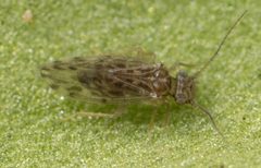 Ectopsocus strauchi by no rights reserved, uploaded by Jesse Rorabaugh. Used under a CC0 license.