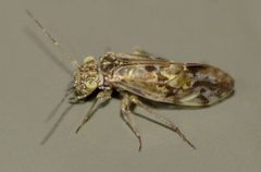 Elipsocidae by (c) Steve Kerr, some rights reserved (CC BY), uploaded by Steve Kerr. Used under a CC-BY license.