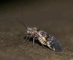 Amphigerontia bifasciata by (c) portioid, some rights reserved (CC BY), uploaded by portioid. Used under a CC-BY license.