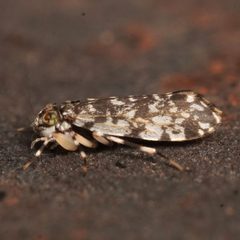 Stimulopalpus japonicus by (c) Kevin Anderson, some rights reserved (CC BY), uploaded by Kevin Anderson. Used under a CC-BY license.