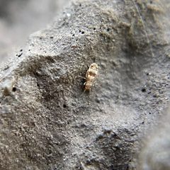 Liposcelis ornata by (c) northerly, some rights reserved (CC BY), uploaded by northerly. Used under a CC-BY license.