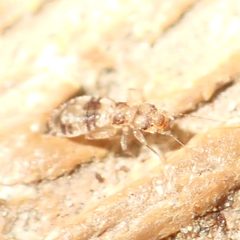Liposcelis ornata by (c) dhasdf, some rights reserved (CC BY). Used under a CC-BY license.