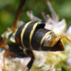 Strepsiptera by (c) Ben Armstrong, some rights reserved (CC BY), uploaded by Ben Armstrong. Used under a CC-BY license.